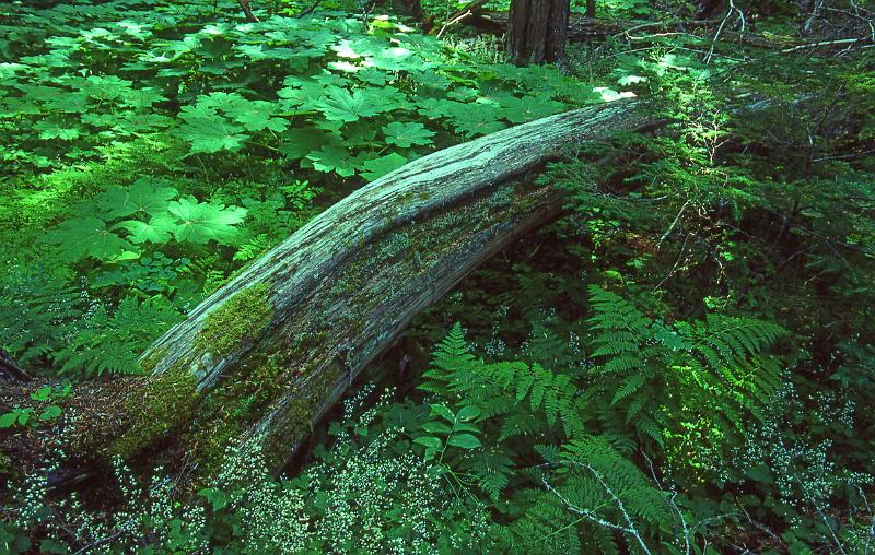 Forest Floor Glacier National Park Aug 1990.jpg